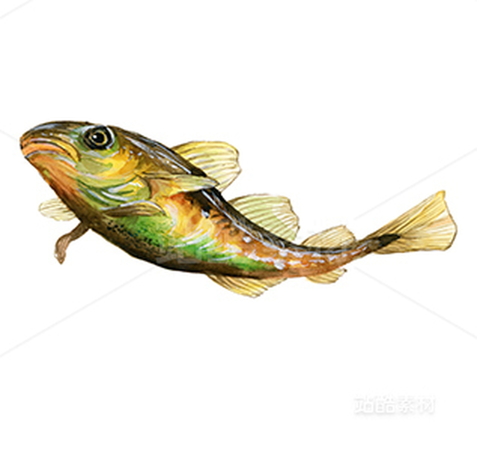 海洋魚的手繪圖（主預(yù)覽-15412） - 未分類 - 站酷設(shè)計(jì)師瘋狂咖啡貓?jiān)瓌?chuàng)素材 - 站酷ZCOOL