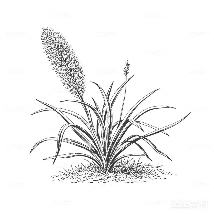 植物素描 | 手绘花卉植物插画素材（主预览-19688） - 未分类 - 站酷设计师心梦创意原创素材 - 站酷ZCOOL