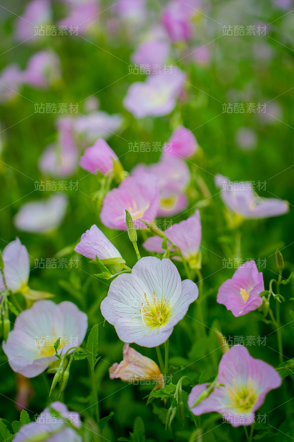 月見(jiàn)草（主預(yù)覽-30740） - 未分類 - 站酷設(shè)計(jì)師芝麻傳圖原創(chuàng)素材 - 站酷ZCOOL