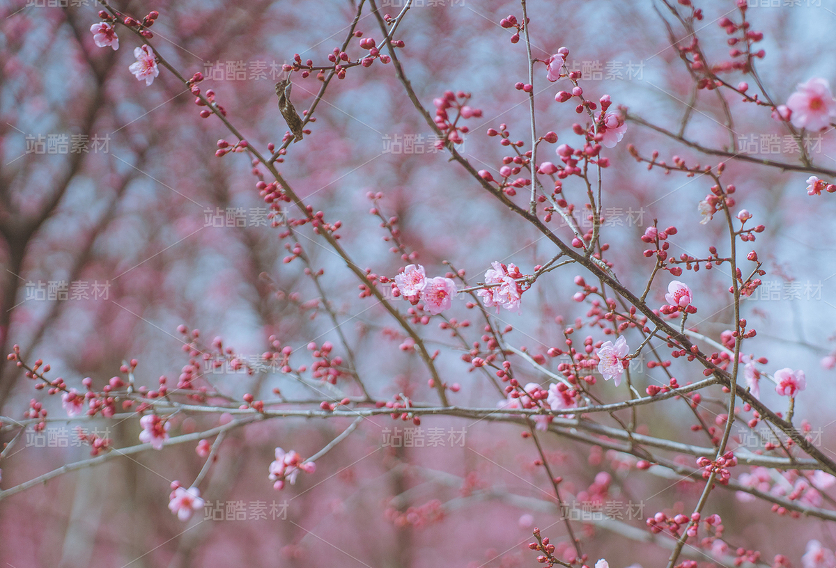 美人梅（主预览-30748） - 未分类 - 站酷设计师芝麻传图原创素材 - 站酷ZCOOL
