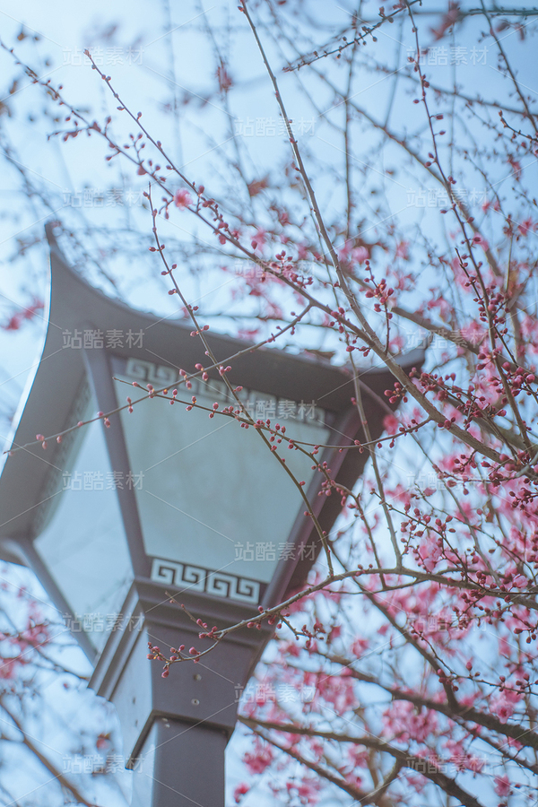 美人梅（主预览-30749） - 未分类 - 站酷设计师芝麻传图原创素材 - 站酷ZCOOL