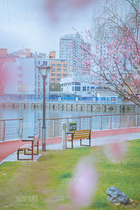 美人梅（导航-30750） - 未分类 - 站酷设计师芝麻传图原创素材 - 站酷ZCOOL