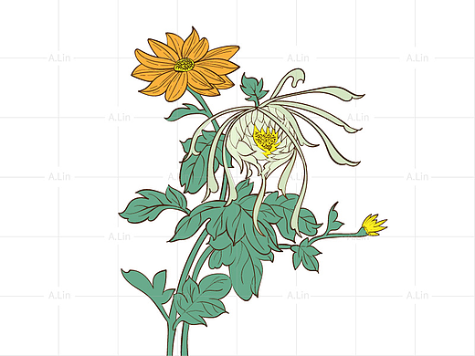 菊花 金盏花 传统手绘矢量线稿