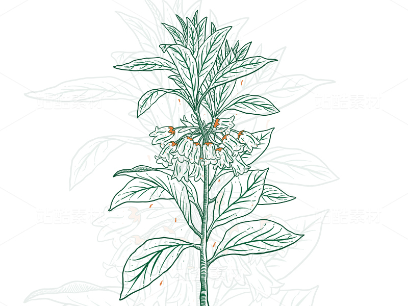 花的包装装饰版画