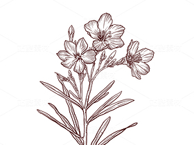 夾竹桃插畫(huà)素材（導(dǎo)航-45886） - 未分類 - 站酷設(shè)計(jì)師千桃歲歲原創(chuàng)素材 - 站酷ZCOOL