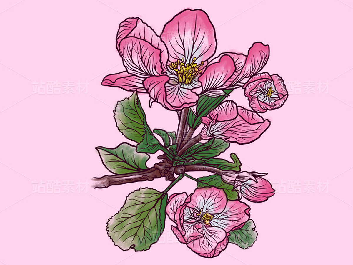 蘋果花插畫素材（主預(yù)覽-48992） - 未分類 - 站酷設(shè)計(jì)師千桃歲歲原創(chuàng)素材 - 站酷ZCOOL