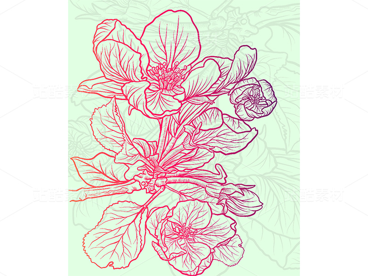 蘋果花插畫素材（主預(yù)覽-48994） - 未分類 - 站酷設(shè)計(jì)師千桃歲歲原創(chuàng)素材 - 站酷ZCOOL