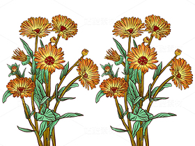 金盞菊素材（導(dǎo)航-60902） - 未分類 - 站酷設(shè)計師千桃歲歲原創(chuàng)素材 - 站酷ZCOOL