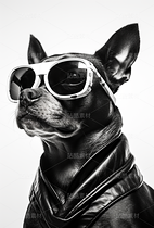 宠物动物摄影狗狗写真黑白写真(导航-62196) - 未分类 - 站酷设计师AIGC微微原创素材 - 站酷ZCOOL