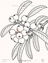 中药材系列丨国风手绘中草药枇杷(导航-117913) - 未分类 - 站酷设计师千小呵原创素材 - 站酷ZCOOL