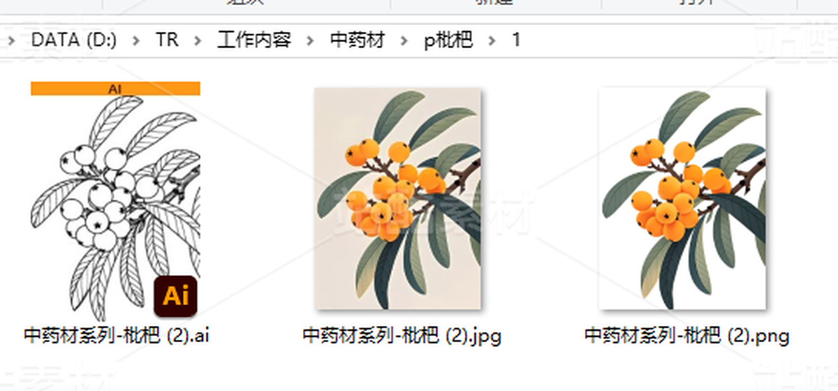 中药材系列丨国风手绘中草药枇杷(主预览-117915) - 未分类 - 站酷设计师千小呵原创素材 - 站酷ZCOOL