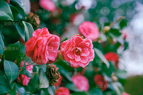 山茶花（导航-120643） - 未分类 - 站酷设计师老爹daddy原创素材 - 站酷ZCOOL