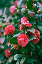 山茶花（导航-120641） - 未分类 - 站酷设计师老爹daddy原创素材 - 站酷ZCOOL