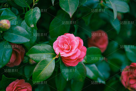 山茶花（导航-120644） - 未分类 - 站酷设计师老爹daddy原创素材 - 站酷ZCOOL