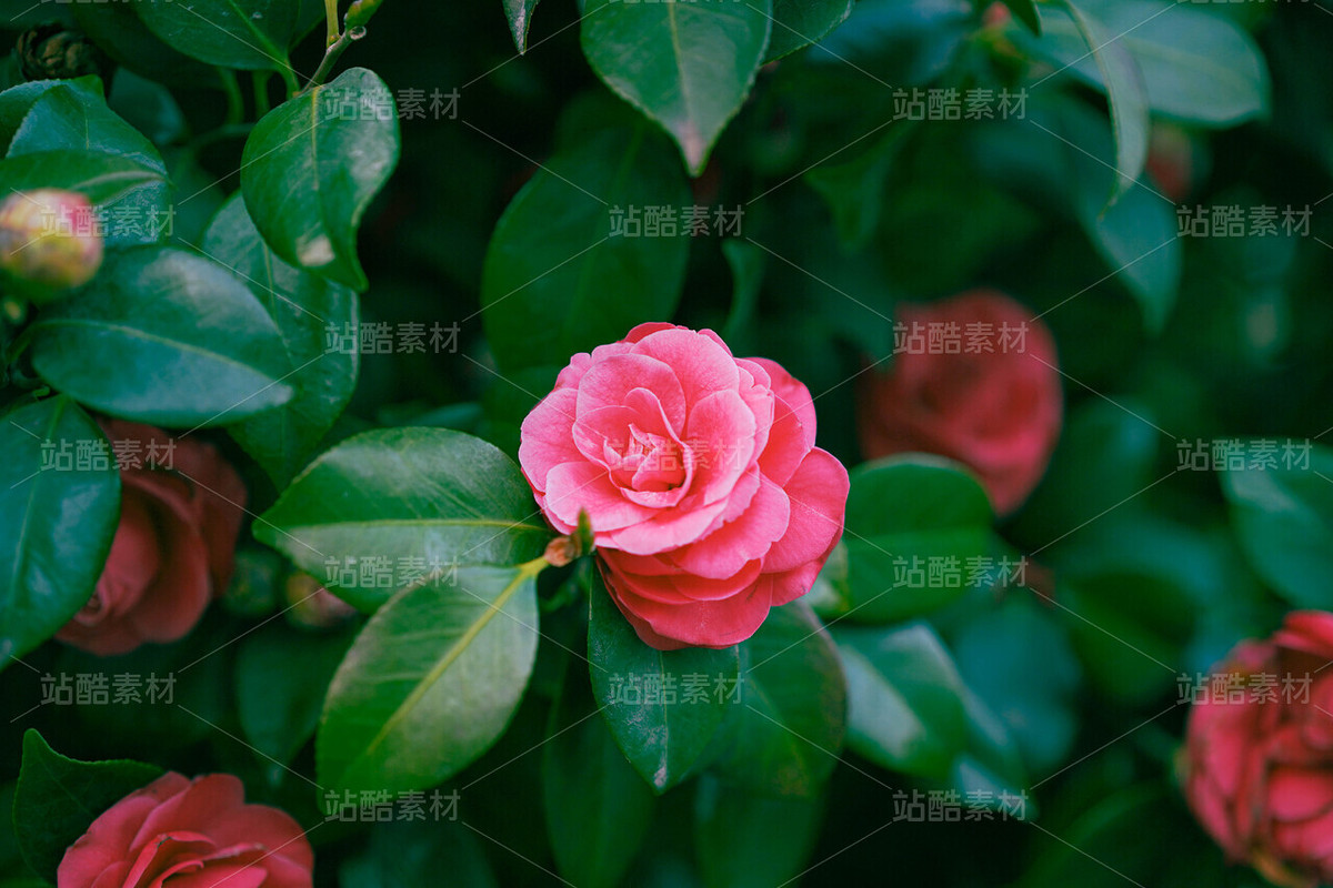 山茶花（主预览-120644） - 未分类 - 站酷设计师老爹daddy原创素材 - 站酷ZCOOL