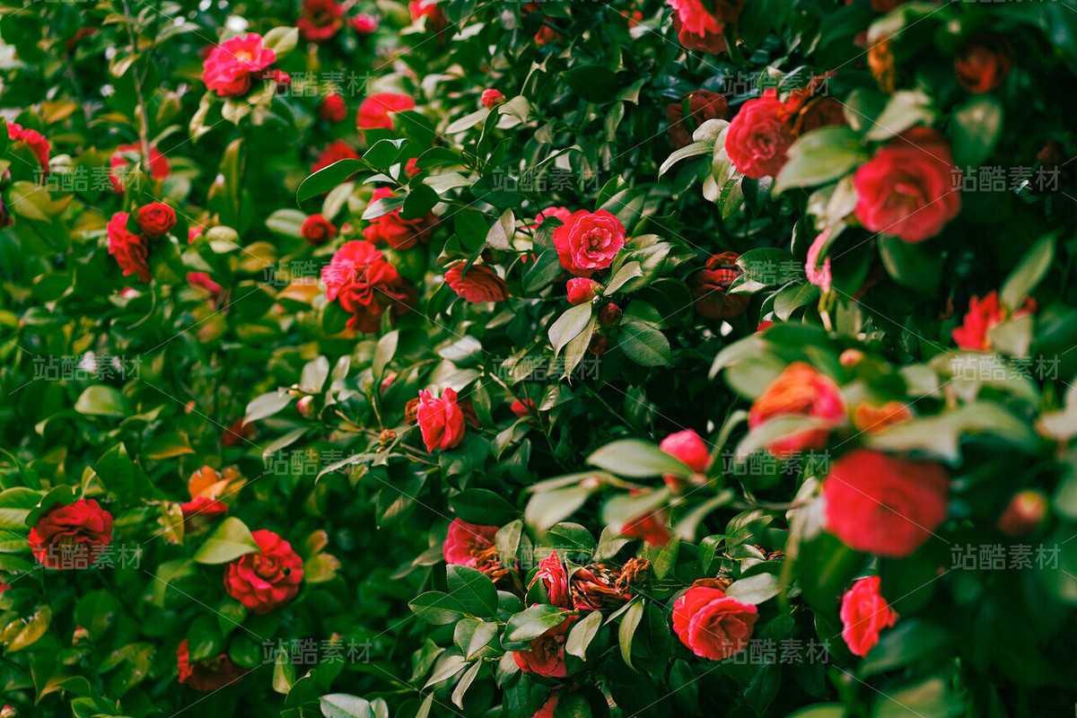 山茶花（主预览-120647） - 未分类 - 站酷设计师老爹daddy原创素材 - 站酷ZCOOL