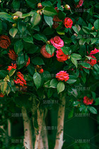 山茶花（导航-120648） - 未分类 - 站酷设计师老爹daddy原创素材 - 站酷ZCOOL