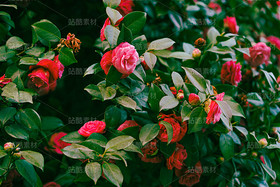 山茶花（导航-120646） - 未分类 - 站酷设计师老爹daddy原创素材 - 站酷ZCOOL