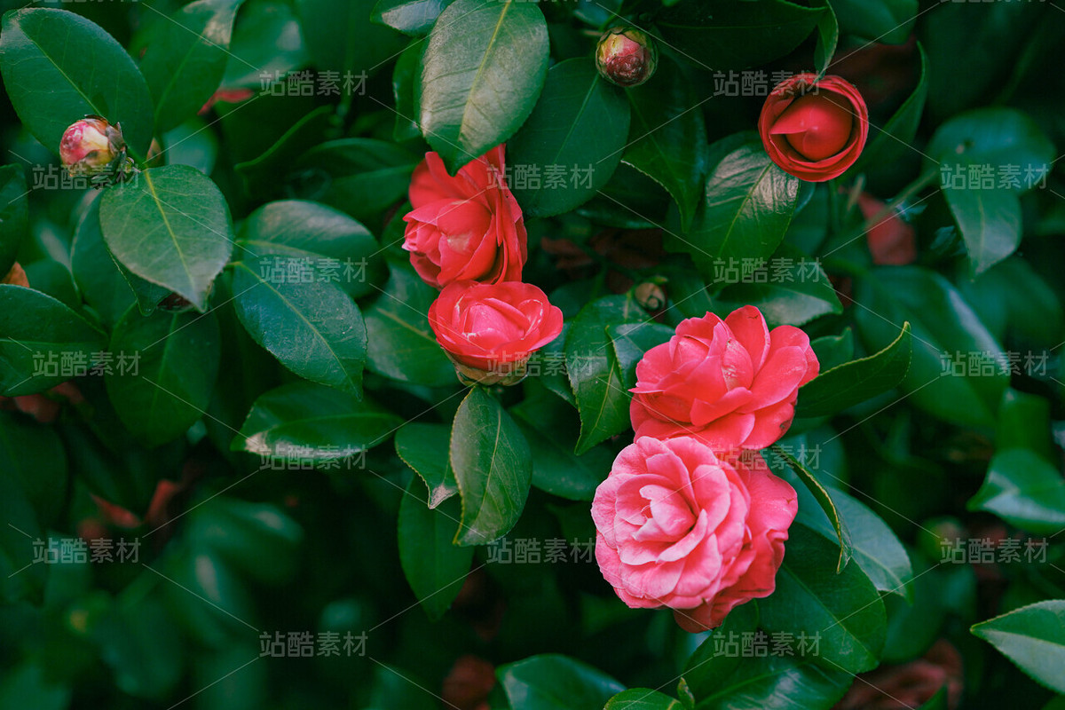 山茶花（主预览-120645） - 未分类 - 站酷设计师老爹daddy原创素材 - 站酷ZCOOL