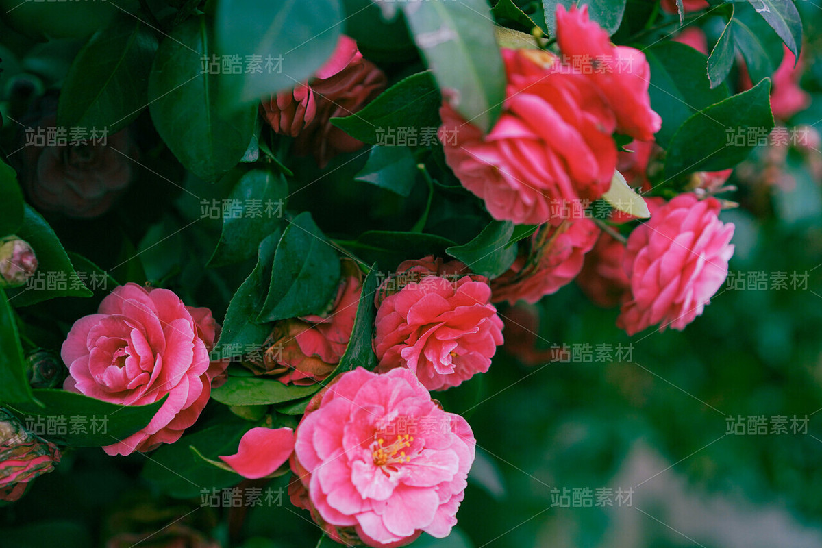 山茶花（主预览-120642） - 未分类 - 站酷设计师老爹daddy原创素材 - 站酷ZCOOL