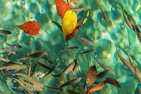 四川阿壩九寨溝秋季風光（導航-120913） - 未分類 - 站酷設(shè)計師陳喆風光攝影原創(chuàng)素材 - 站酷ZCOOL