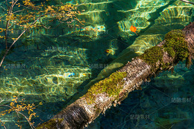 四川阿壩九寨溝秋季風(fēng)光（導(dǎo)航-121093） - 未分類 - 站酷設(shè)計(jì)師陳喆風(fēng)光攝影原創(chuàng)素材 - 站酷ZCOOL