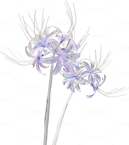 全息透明未來科技感創(chuàng)意花朵圖形（導航-124506） - 未分類 - 站酷設計師AIGC微微原創(chuàng)素材 - 站酷ZCOOL