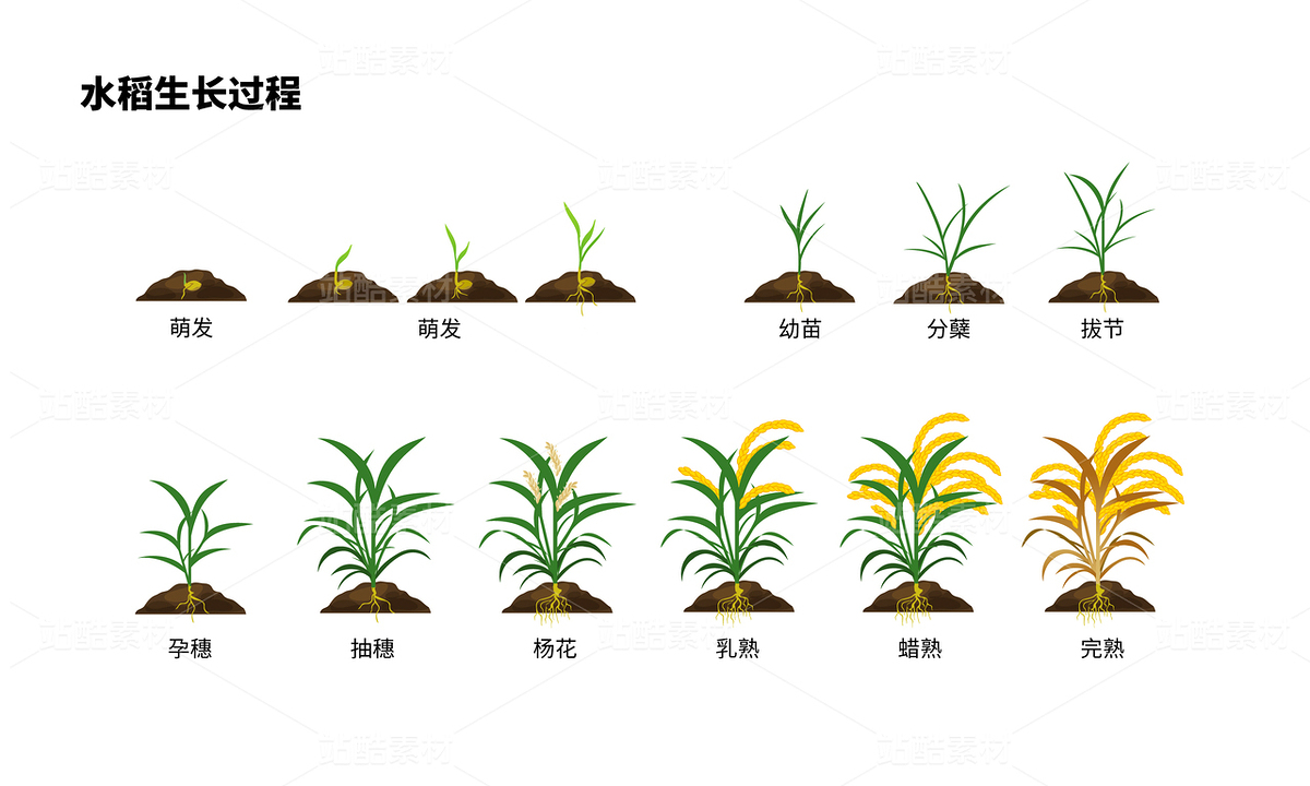 水稻生長過程（主預覽-9114658） - 未分類 - 站酷設計師heardx原創(chuàng)素材 - 站酷ZCOOL
