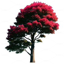 樹（導航-9126132） - 未分類 - 站酷設(shè)計師拳太陽原創(chuàng)素材 - 站酷ZCOOL