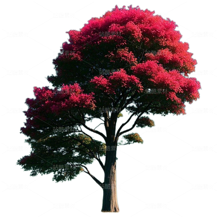 樹（主預(yù)覽-9126132） - 未分類 - 站酷設(shè)計師拳太陽原創(chuàng)素材 - 站酷ZCOOL