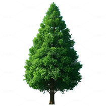 樹（導航-9126127） - 未分類 - 站酷設(shè)計師拳太陽原創(chuàng)素材 - 站酷ZCOOL