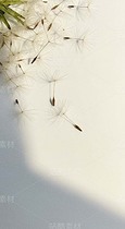 蒲公英种子飘散在米白色背景上（套图）（导航-9128375） - 未分类 - 站酷设计师白雪魔镜原创素材 - 站酷ZCOOL