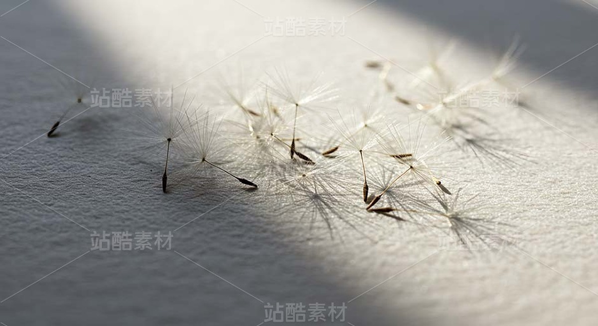 蒲公英种子飘散在米白色背景上（套图）（主预览-9128370） - 未分类 - 站酷设计师白雪魔镜原创素材 - 站酷ZCOOL