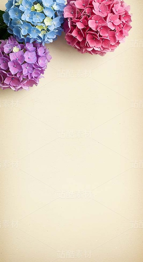 米黃色背景上的杜鵑花、繡球花（套圖）（主預(yù)覽-9128428） - 未分類 - 站酷設(shè)計師白雪魔鏡原創(chuàng)素材 - 站酷ZCOOL