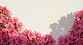 米黃色背景上的杜鵑花、繡球花（套圖）（導(dǎo)航-9128427） - 未分類 - 站酷設(shè)計師白雪魔鏡原創(chuàng)素材 - 站酷ZCOOL