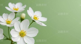 藍(lán)綠色背景上的松針、松果和白色花朵（套圖）（導(dǎo)航-9128446） - 未分類 - 站酷設(shè)計師白雪魔鏡原創(chuàng)素材 - 站酷ZCOOL