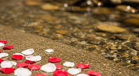 漂浮在浅滩水面的花瓣和金鱼（套图）（导航-9128624） - 未分类 - 站酷设计师白雪魔镜原创素材 - 站酷ZCOOL