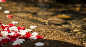 漂浮在浅滩水面的花瓣和金鱼（套图）（导航-9128625） - 未分类 - 站酷设计师白雪魔镜原创素材 - 站酷ZCOOL