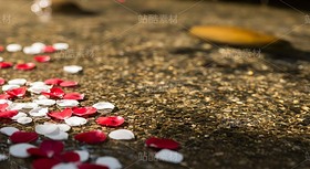 漂浮在浅滩水面的花瓣和金鱼（套图）（导航-9128627） - 未分类 - 站酷设计师白雪魔镜原创素材 - 站酷ZCOOL