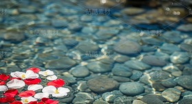 漂浮在浅滩水面的花瓣和金鱼（套图）（导航-9128631） - 未分类 - 站酷设计师白雪魔镜原创素材 - 站酷ZCOOL