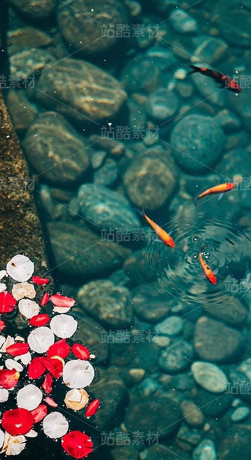 漂浮在浅滩水面的花瓣和金鱼（套图）（主预览-9128633） - 未分类 - 站酷设计师白雪魔镜原创素材 - 站酷ZCOOL