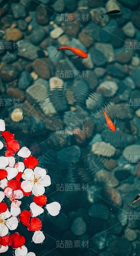 漂浮在浅滩水面的花瓣和金鱼（套图）（主预览-9128634） - 未分类 - 站酷设计师白雪魔镜原创素材 - 站酷ZCOOL