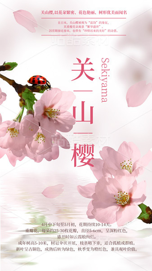 櫻花 賞花海報(bào)設(shè)計(jì)模板（主預(yù)覽-9740641） - 未分類 - 站酷設(shè)計(jì)師A_霖原創(chuàng)素材 - 站酷ZCOOL