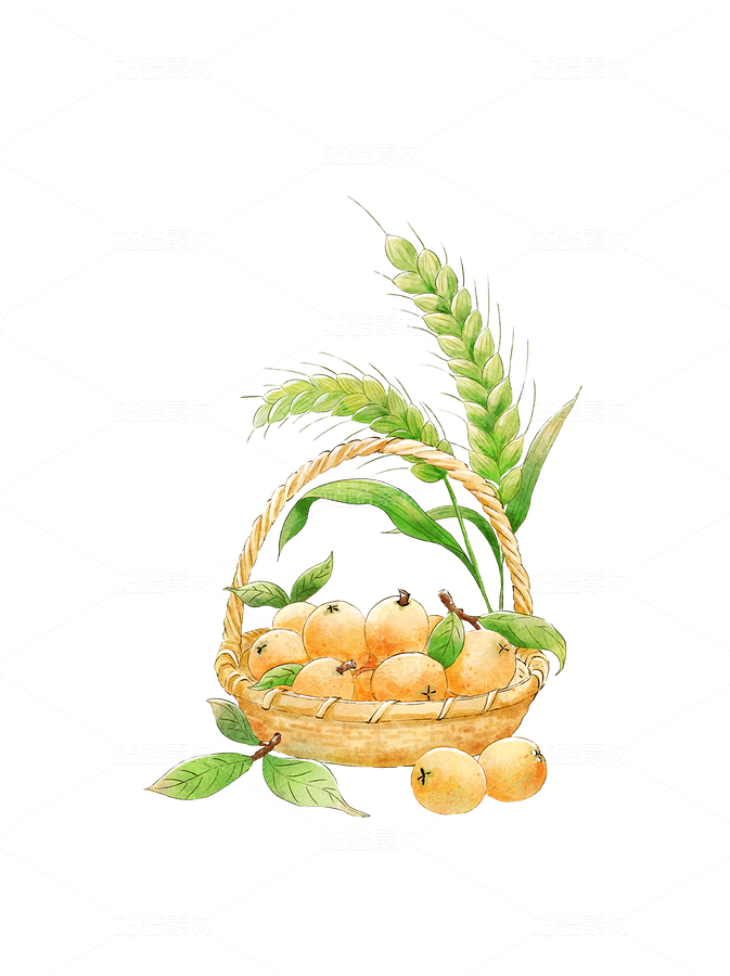 籃筐里的枇杷和小麥小滿節(jié)氣插畫元素（主預覽-9767290） - 未分類 - 站酷設計師卡菲原創(chuàng)素材 - 站酷ZCOOL