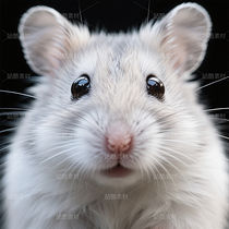 高清寵物倉鼠頭像（導航-9863246） - 未分類 - 站酷設計師JourneyShan原創(chuàng)素材 - 站酷ZCOOL