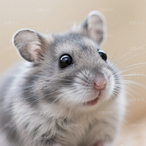 高清寵物倉鼠頭像（導航-9863243） - 未分類 - 站酷設計師JourneyShan原創(chuàng)素材 - 站酷ZCOOL