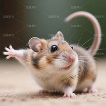 高清寵物倉鼠頭像（導航-9863245） - 未分類 - 站酷設計師JourneyShan原創(chuàng)素材 - 站酷ZCOOL