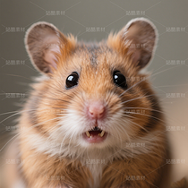 高清寵物倉鼠頭像（導航-9863242） - 未分類 - 站酷設計師JourneyShan原創(chuàng)素材 - 站酷ZCOOL