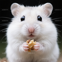 高清寵物倉鼠頭像（導航-9863251） - 未分類 - 站酷設計師JourneyShan原創(chuàng)素材 - 站酷ZCOOL