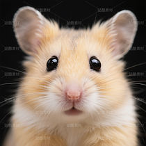 高清寵物倉鼠頭像（導航-9863249） - 未分類 - 站酷設計師JourneyShan原創(chuàng)素材 - 站酷ZCOOL